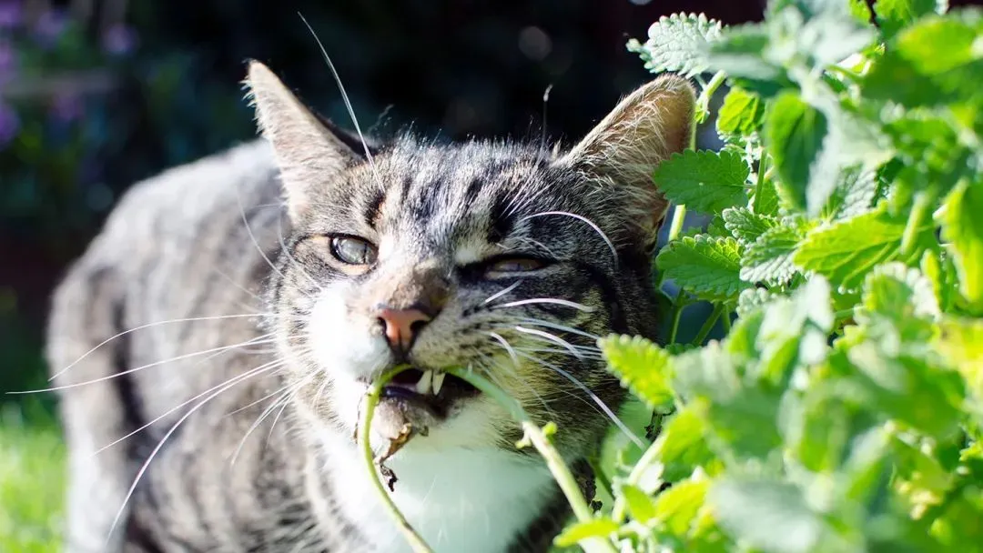 趣问万物3：猫薄荷对所有猫都有作用吗？
